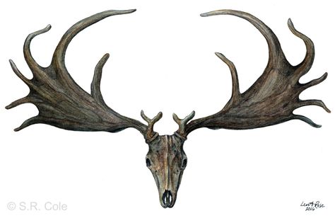 Irish Elk Celt Tattoo, Irish Elk Tattoo, Giant Elk Fantasy Art, European Deer Skull Tattoo, Elk Jaw Bone Art, Elk Tattoo, Irish Elk, Elk Skull, Celtic Sleeve Tattoos