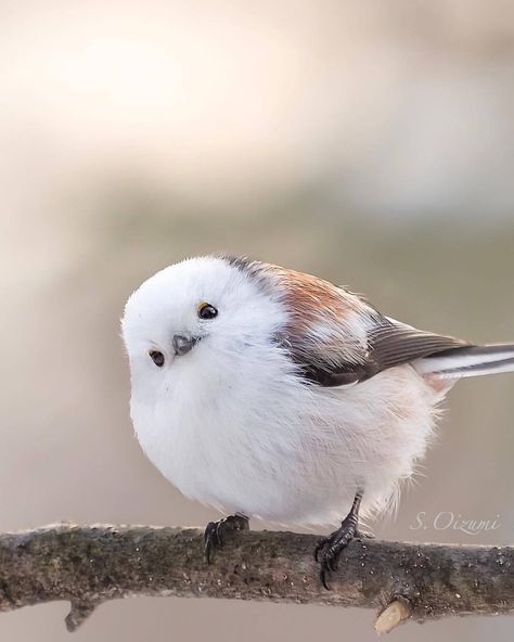 Birds — michaelnordeman: Long-tailed tit/stjärtmes. Shima Enaga Bird, Shima Enaga, Birds Beautiful, White Birds, Most Beautiful Birds, Cute Bird, Airbrush Art, Bird Pictures, Pretty Birds