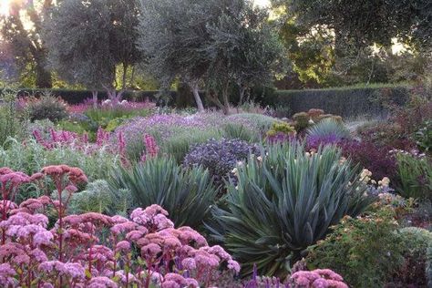 A Garden You Water Four Times a Year - Gardenista Australian Native Garden, Drought Tolerant Garden, Drought Tolerant Landscape, Dry Garden, Australian Garden, Cottage Gardens, Mediterranean Garden, The Secret Garden, Native Garden