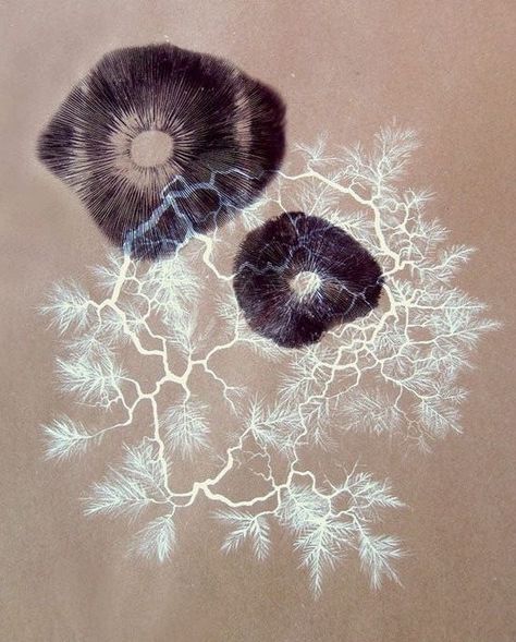 Spore Print Tattoo, Spore Print Art, Mycelium Art, Mycelium Network, Spore Prints, Spore Print, Textiles Sketchbook, Geometry In Nature, Art Alevel