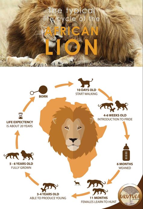 Lion Life Cycle, Cycle Pictures, American Lion, Lion Facts, Animal Infographic, Animal Life Cycles, Life Sketch, African Wild Dog, Wild Animals Pictures