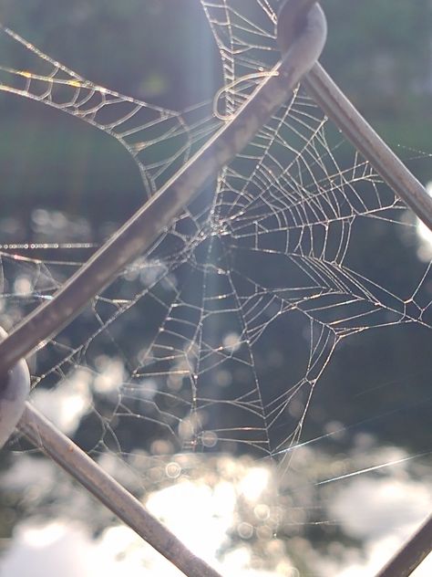 Spider web Realistic Photography, Spider Webs, Spider Woman, Reference Photos, Scavenger Hunt, Spider Web, Real Life, Photography, Quick Saves