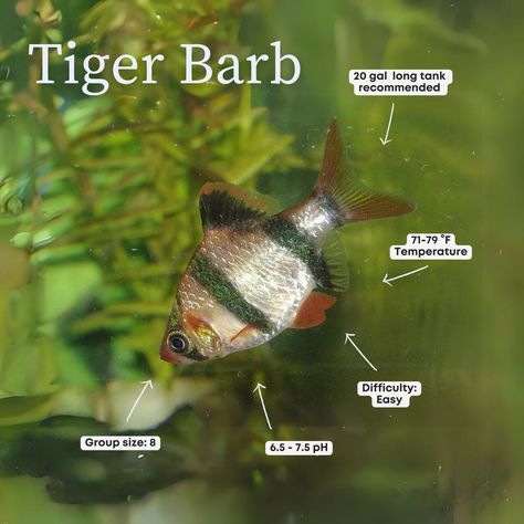 Tiger barbs are appreciated for their bright colors and hardiness, but have gained a bit of a bad reputation over the years for being bothersome to their tankmates. So are these barbs a yay or a nay? And how do you care for them in your aquarium?

Visit our website to find out more! 🌐 📲 Tiger Barb Fish, Fish Facts, Aquarium Store, Custom Aquarium, Mosquito Larvae, Aquarium Maintenance, Bad Reputation, Fish Care, Aquarium Design