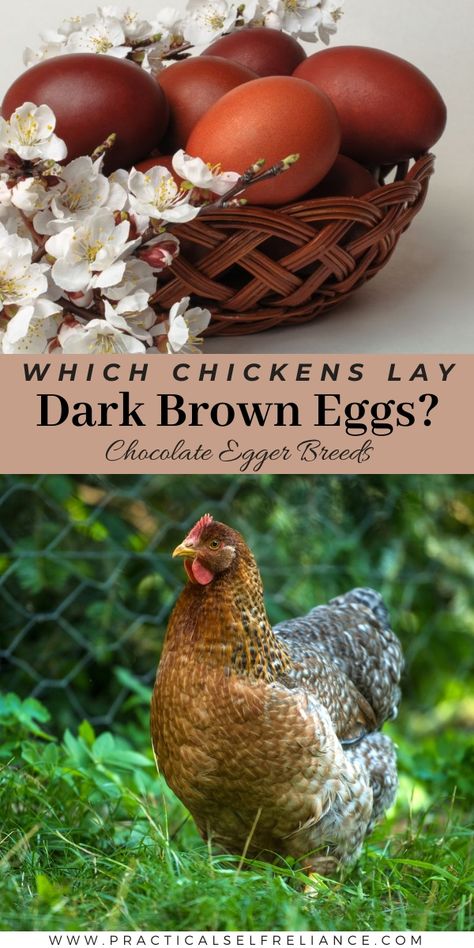 Chocolate Orpington Chickens, Speckled Sussex Chicken Egg Color, Brown Leghorn Chicken, Barnevelder Chicken Egg Color, Isa Brown Chicken, Brahma Chicken Eggs, Chicken Homesteading, Java Chicken, Barnevelder Chicken