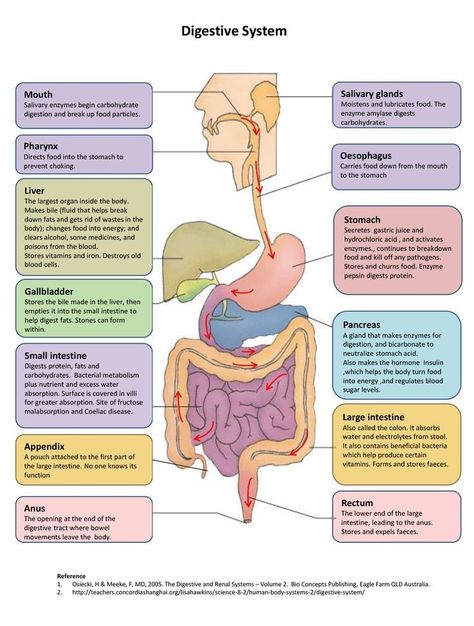 Memes Nursing, Digestive System Diagram, Digestive System Anatomy, Nursing Pictures, Human Digestive System, Sistem Pencernaan, Funny Nursing, Basic Anatomy And Physiology, Nurse Study Notes