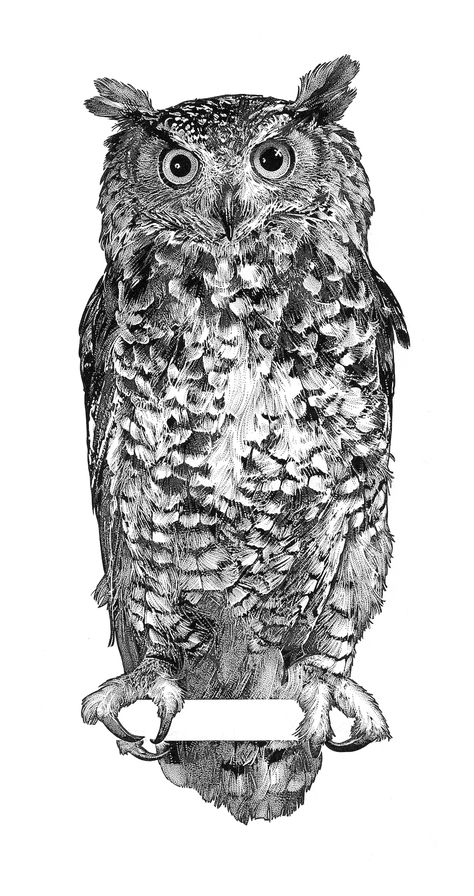 Great Grey Owl Drawing, Owl Pen Drawing, Owl Ink Drawing, Line Drawings Of Animals, Owl Sketch Drawing, Engraving Portrait, Owl Drawings, Pen And Ink Watercolor, Graphite Illustration