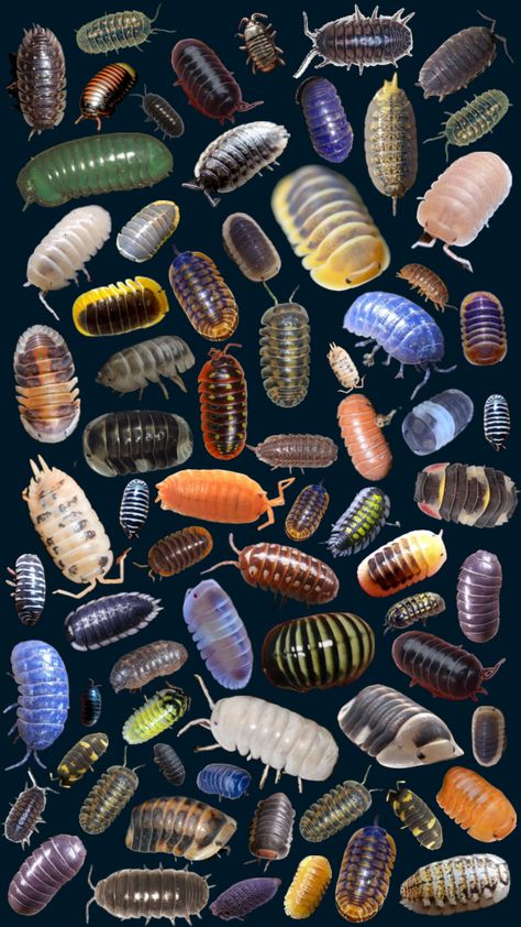 #myfirstshuffle Insect Desktop Wallpaper, Bugcore Wallpaper, Isopod Wallpaper, Morphing Art, Insects Wallpaper, Insect Wallpaper, Cool Insects, Cool Bugs, Creative Drawing Prompts