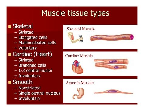 Classical Conversations, Cycle 3 - Science, Week 1 / Four types of tissues. Massage Therapy School, Muscle System, Clinical Chemistry, Lpn Schools, Basic Anatomy And Physiology, 7th Grade Science, Tissue Types, Muscular System, Art Teaching