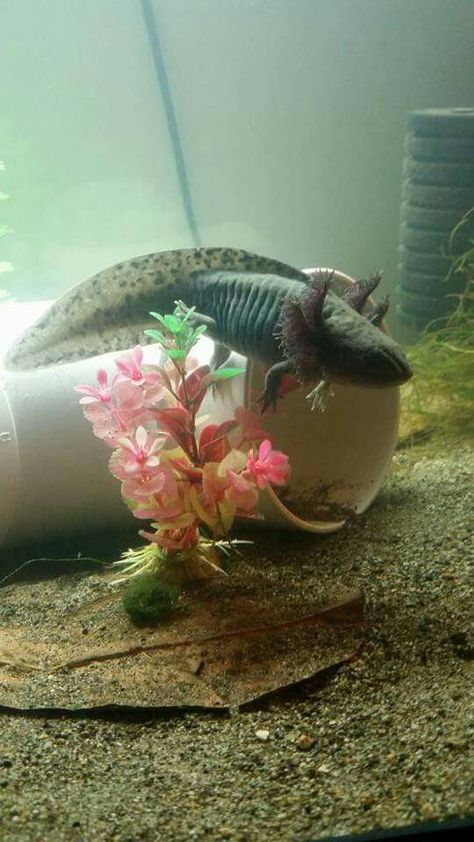 Wild type Axolotl Wild Type, Animal Kingdom, Reptiles, Fish Pet, Water, Animals, Quick Saves