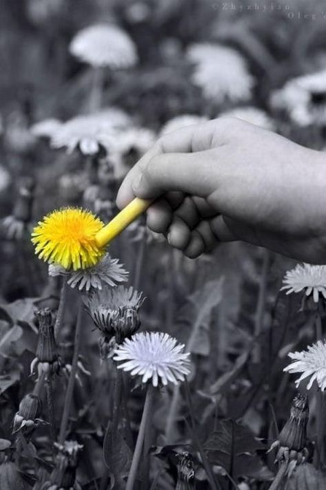 Selective Color Photography, Mises En Page Design Graphique, Color Splash Photography, Splash Photography, A Dandelion, White Picture, Black White Photos, Black And White Pictures, Yellow Flower