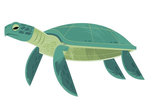 Green Sea Turtle Illustration, Turtle Illustration Art, Turtle Vector Illustration, Turtle Character Design, Aquarium Window, Sea Turtle Cartoon, Sea Turtle Illustration, Turtle Illustration, Green Sea Turtle