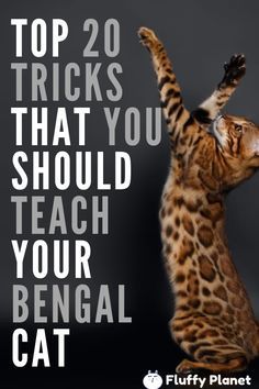 Tricks To Teach Your Cat, Black Bengal Cat, Charcoal Bengal, Schrodinger Cat, Bengal Cat Names, Cat Munchkin, Bengal Cat Facts, Cat Grumpy, Cat Tricks