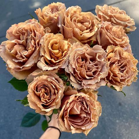 Brown Roses, Traditional Roses, Shrub Roses, Planting Roses, Flower Therapy, Climbing Roses, Wholesale Flowers, Latest Trend, Flowers Perennials