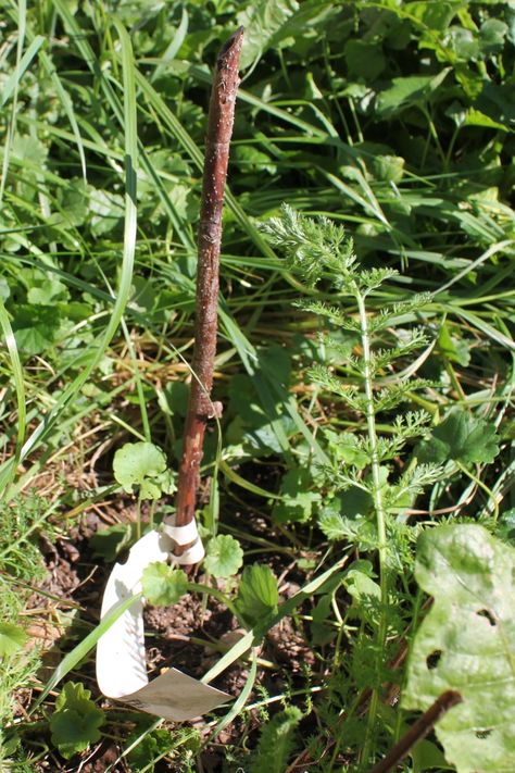 Produce pints of lush, red, melt-in-your-mouth berries. Here are my top 10 tips for planting raspberry canes - and getting tonnes of berries. How To Prune Raspberry Plants, Container Raspberries, Harvesting Raspberries, Pecan Crust Recipe, Types Of Raspberry Plants, Transplant Raspberry Bushes, How To Grow Raspberries, Grow Raspberries, Raspberry Canes