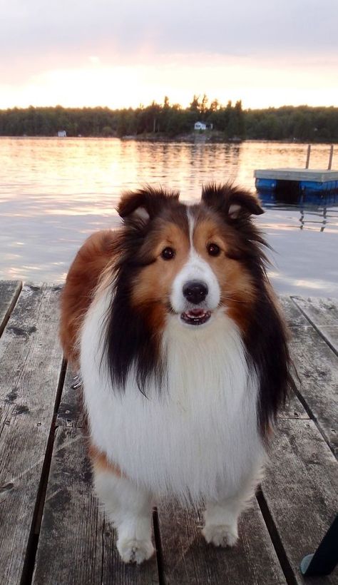 Sheltie Haircut, Sheltie Puppy, Sheltie Dogs, Lavender Garden, Dream Dog, Puppies And Kitties, Shetland Sheepdog, Collie Dog, Working Dogs