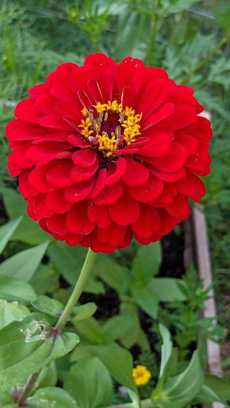 Zinnia in NC Red Zinnia, Sugar Flowers Tutorial, Rose Flower Photos, Good Morning Flowers Pictures, Fragrant Plant, Fruit Flowers, Spring Plants, Flowers Beautiful, Ornamental Plants