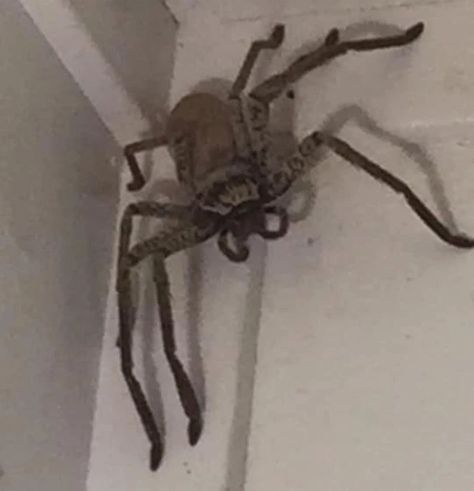 Laree Clarke took to social media Monday to plead others for help getting rid of the giant huntsman spider in the corner of her Queensland home. Giant Huntsman Spider, Huntsman Spider, Dinner Plate, Queensland