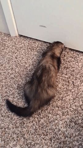 My ferret was so excited to meet my cat that she wagged her tail! Tail Wagging, Cuddly Animals, Cat Tail, Kitten Cat, My Cat, Ferret, Cat Photo, Cat Day, Pets Cats