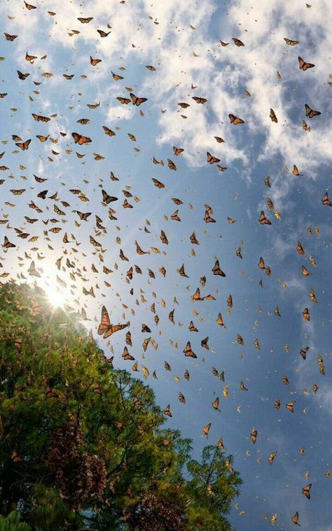 Monarch Butterflies Photography, Butterfly Games, Butterfly Pastel, Wild Animals Photos, Dark Background Wallpaper, Pastel Gradient, Garden Whimsy, Sunset Background, Butterfly Photos