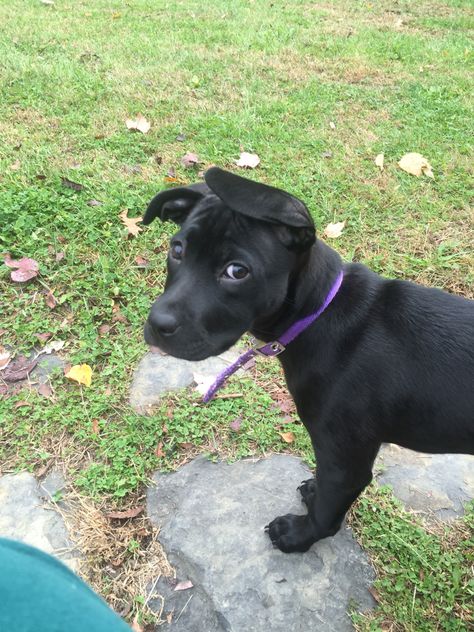 10 week old black lab and pit bull mix. Lab Pitbull Mix Puppy, Pitbull Mix Puppies, Pit Bull Puppies, Blue Nose Pitbull, Black Pit, Pit Bull Mix, Dog Shaming, Pitbull Puppy, Lab Puppies