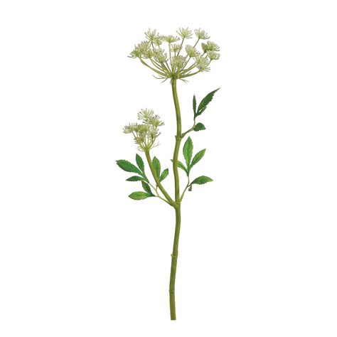 Queen Anne's Lace Spray with Water-Resistant Stem | Michaels Music Sculpture, Queen Anne's Lace Flowers, Flower Identification, Thank You Flowers, Lace Tattoo, Queen Anne's Lace, Queen Annes Lace, Art Inspiration Painting, Spring Inspiration