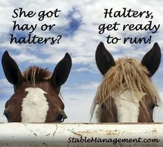 Funny Horse Memes, Horse Sayings, Horse Quotes Funny, Horse Humor, Horse Jokes, Horse Memes, Equestrian Quotes, Funny Horses, Horse Things