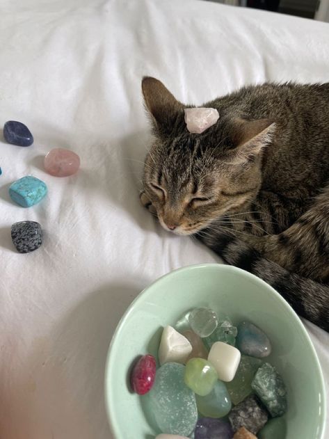 Pin by Nicole1637 on crystals | Cat aesthetic, Crystals, Pretty cats A Cat, Sea Glass, Crystals, Bed, Glass, White