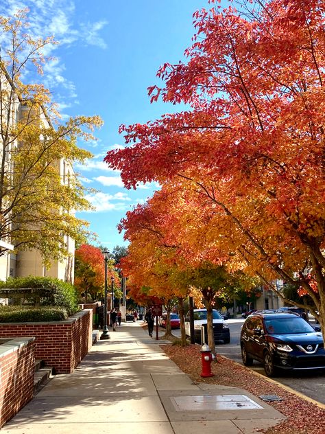 University Of South Carolina Campus, Uofsc Aesthetic, University Of South Carolina Aesthetic, Fall Nostalgia, Carolina Girls, Campus Aesthetic, Columbia South Carolina, Carolina Girl, University Of South Carolina