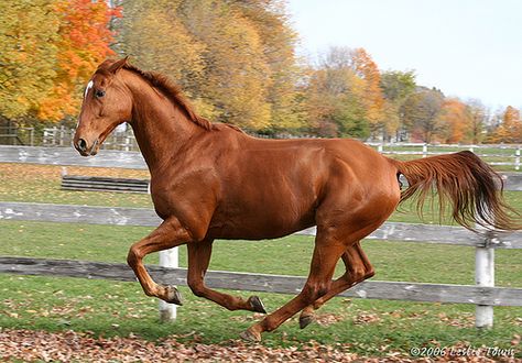 Chestnut Thoroughbred Horse English Thoroughbred, Chestnut Thoroughbred, Warmblood Horses, Pinto Horse, American Saddlebred, English Horse, Horse Galloping, Dictionary Definitions, Horse Silhouette