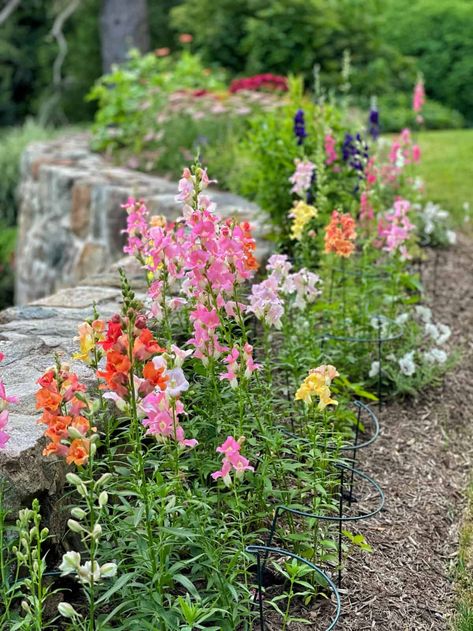 Save time and room when starting flower or vegetable seeds indoors. Learn how to winter sow seeds outdoors with these simple tips. And be sure to check out the end of the post for an update on how easy and successful it was to do. #startseeds #gardentips #gardeninspiration #wintersow #wintersowseeds #seedstarting #howtostartseed #sowingseeds #flowergarden #cutflowergarden #cottagegarden #vegetablegarden #herbgarden #plantingideas #gardenideas #gardenimages Spider Plant Care, Flower Garden Images, Modern Gardening, Flower Pottery, Snapdragon Flowers, Small Backyards, Hydrangea Care, Farmhouse Designs, Modern Farmhouse Home Decor