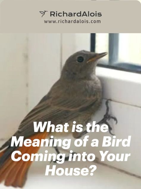 Bird Symbolism Meaning, Bird Symbolism, Bird Meaning, Home Meaning, Dove Flying, Impending Doom, Fly Quotes, Inside A House, Wives Tales