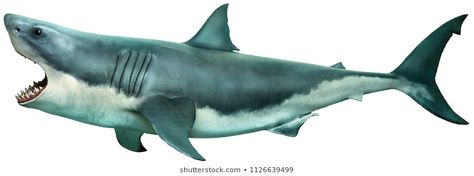 Shark High Res Stock Images | Shutterstock Shark Side View, Underwater Park, Fish Under The Sea, Sailing Theme, Whale Tattoos, Shark Logo, Under The Ocean, Shark Swimming, Shark Fishing