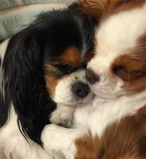 Cavalier King Spaniel, King Spaniel, Cavalier Dog, King Charles Puppy, Cavalier Puppy, Cavalier King Charles Dog, King Charles Dog, King Charles Cavalier Spaniel Puppy, Peas In A Pod