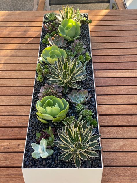 Succulent Outdoor, Succulent Garden Landscape, Pallet Projects Garden, Succulent Garden Indoor, Succulent Garden Design, Potted Plants Outdoor, Succulent Garden Diy, Garden Decor Projects, Succulent Gardening