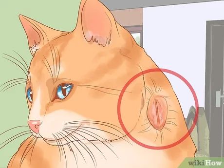 How To Heal A Cat Wound, Cat Wound Care, Cat Scratches On Skin, Cat Injuries, Cat Wounds, Cat Remedies, Cat Communication, Cat Medicine, Pet Diy