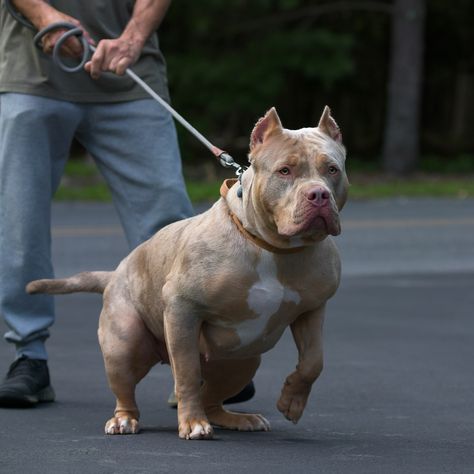 Split face XXl American Bully puppy, she is only 1 year old on the picture and already 128 lb, 25 inches tall. Can’t wait to see her fully grown ☺️ #puppies #puppy #abkc #ukc #americanbully #xlamericanbully #bullybreed #championshowdog #championdog #famousdog #viraldog #studdog #studbully #bullystud #breedingdog #doghealth #viraldog #viralpuppy #doggo #doglove #bullypup #bullypups #merlebully Pitbulls Puppies, Xl American Bully, American Bully Puppy, American Bully Pitbull, Xl Pitbull, American Bully Puppies, Bully Puppy, Bully Xl, Bully Puppies