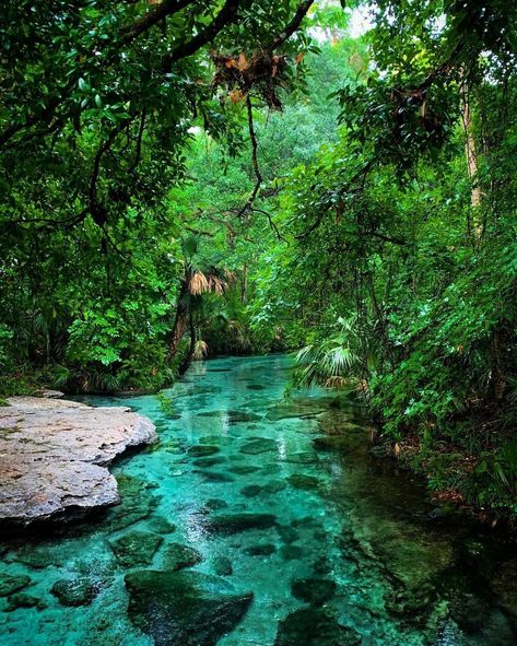 Kelly Park / Rock Springs Florida  📸 Jason Miller Photography Things To Do Near Orlando, Apopka Florida, Kelly Park, Florida Travel Destinations, Coco Beach, Jason Miller, Florida Adventures, Florida Springs, Florida Destinations