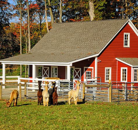 Alpaca Farm Aesthetic, Animal Farm Layout, Alpaca Shelter, Alpaca House, Hobby Farm Aesthetic, Farm Animal Shelter, Magical Wedding Venues, Mini Cattle, Alpaca Farming