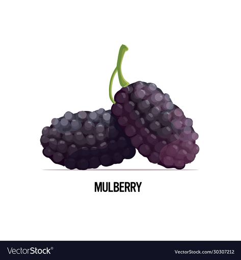 Mulberry Illustration, Food Sketchbook, Ripe Fruit, Food Concept, High Res, Small Tattoos, Healthy Food, Png Images, Adobe Illustrator