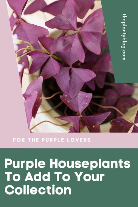 Do you want to add more purple houseplants to your collection! Here’s a list of the top 10 gorgeous purple houseplants (with photos) that will really add that pop of colour to your plant collection. Purple Peperomia Plant, Purple Houseplants, Shamrock Plant, Bulbous Plants, Lipstick Plant, Plants Uk, Purple Bottom, Purple Home, All Vegetables