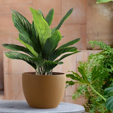 Mento by Bonasila. An alluring planter that makes a statement of its own. Plant happiness in your spaces with our FRP planters. #Mento #outdoorplanters #indoorplanters #homedecor #interiordesign #interior #homedesign #decoration #furniture #architecture #bigplanter #smallplanters #homedecoration #interiordecor #livingroom #frpplanters #planthappiness #Bonasila Frp Planters, Big Planters, Basil Leaf, Entrance Lobby, Furniture Architecture, Sand Textures, Decoration Furniture, Burnt Umber, Modern History