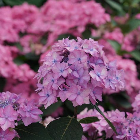 Hydrangeas – Blue Sky Nursery Reblooming Hydrangea, Proven Winners Plants, Hydrangea Serrata, Big Leaf Hydrangea, Bigleaf Hydrangea, Hydrangea Macrophylla, Planting Hydrangeas, Proven Winners, Most Beautiful Gardens