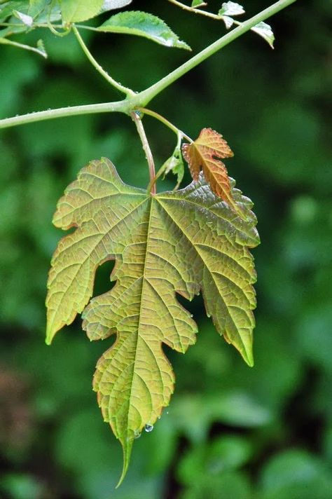 Wild Grape Vine Detail | Content in a Cottage Grape Leaf, Old Grape Vines, Grape Leaves Aesthetic, Vine Grape, Wild Grape Vine, Regrow Vegetables, Farmhouse Garden, Have A Lovely Weekend, Leaf Drawing