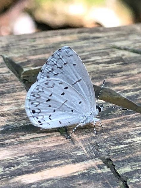 Summer Azure Summer Azure Butterfly, Felt Illustration, Azure Butterfly, Oc Reference, Reference Photos, Insects, Butterflies, Felt