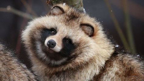 Woods Animals, Tailed Beasts, Japanese Raccoon Dog, Trash Pandas, Raccoon Dog, Trash Panda, Wild Dogs, Racoon, Cute Creatures