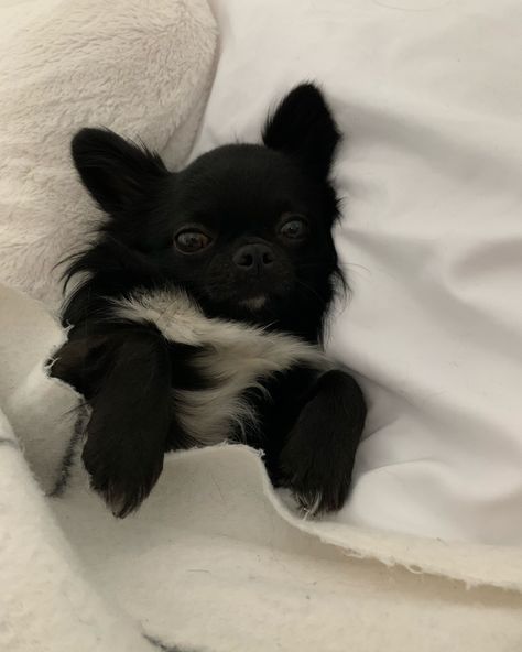 Chichuachua Aesthetic, Chihauhau Aesthetic, Chihuahua Puppies Aesthetic, Small Dogs Aesthetic, Cute Chihuahua Aesthetic, Small Dog Aesthetic, Aesthetic Chihuahua, Chihuahua Aesthetic, Fleur Aesthetic