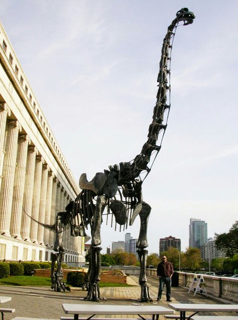 Brachiosaurus. Dino Bones, Species Extinction, Star Wars Padme, Dinosaur Pictures, Dinosaur Skeleton, Jurassic Park World, Dinosaur Fossils, Prehistoric Creatures, Animal Species