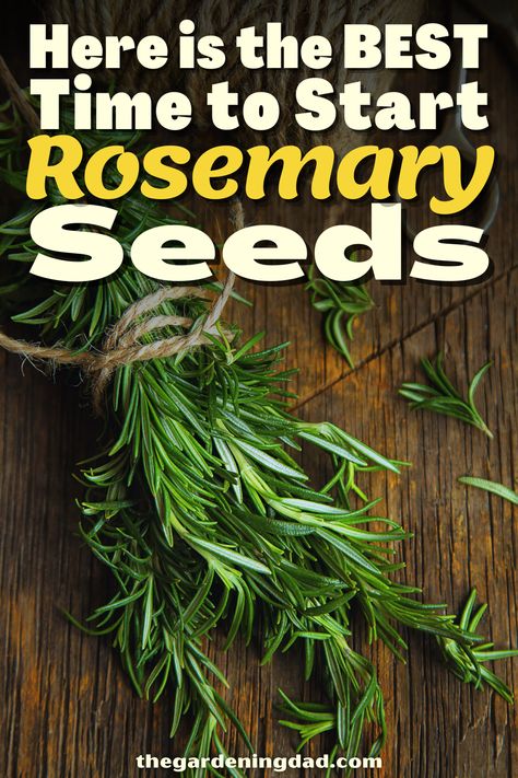 Are you looking to try growing your new herbs, specifically Rosemary? The Gardening Dad will go over the best time to start your Rosemary Seeds. #Thegardeningdad #Rosemary #herbs Rosemary From Seed, Grow Rosemary, Growing Rosemary, Rosemary Plant, Medicinal Herbs, Herb Garden, Rosemary, Garden Plants, To Grow