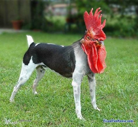 Crazy Animal Hybrids - Lion-A-Roo? Cat-Squirrel? Rooster-Dog? Animal Mashups, Photoshopped Animals, Funny Photoshop, Fake Animals, Unusual Animals, Montage Photo, Weird Pictures, Weird Creatures, Weird Animals