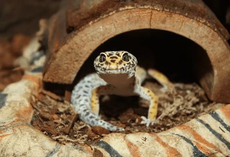 Leopard Gecko Diet, Leopard Gecko Hide, Leopard Gecko Habitat, Leopard Gecko Tank, Leopard Gecko Care, Leopard Gecko Morphs, Lizard Habitat, Gecko Habitat, Aggressive Behavior